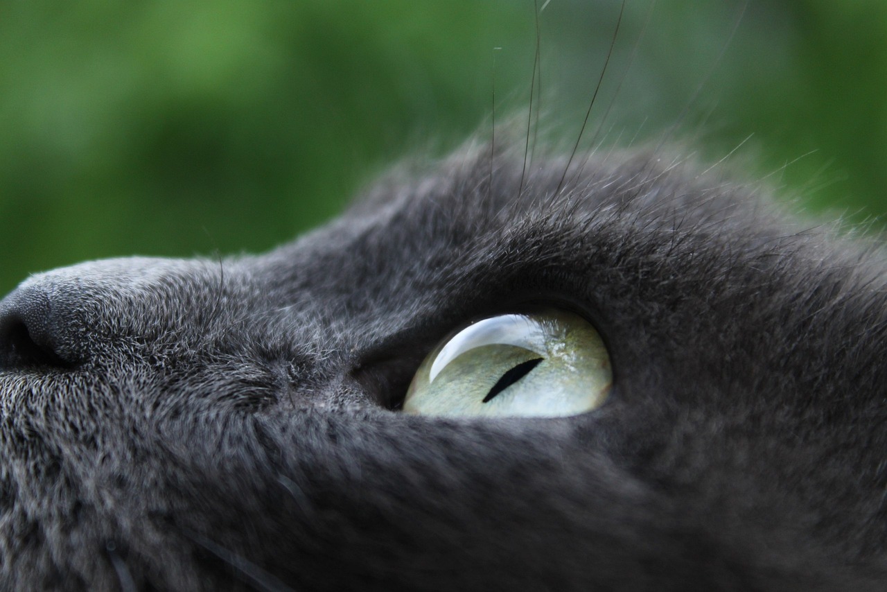 实拍合肥地震，监控猛摇猫吓得乱跑